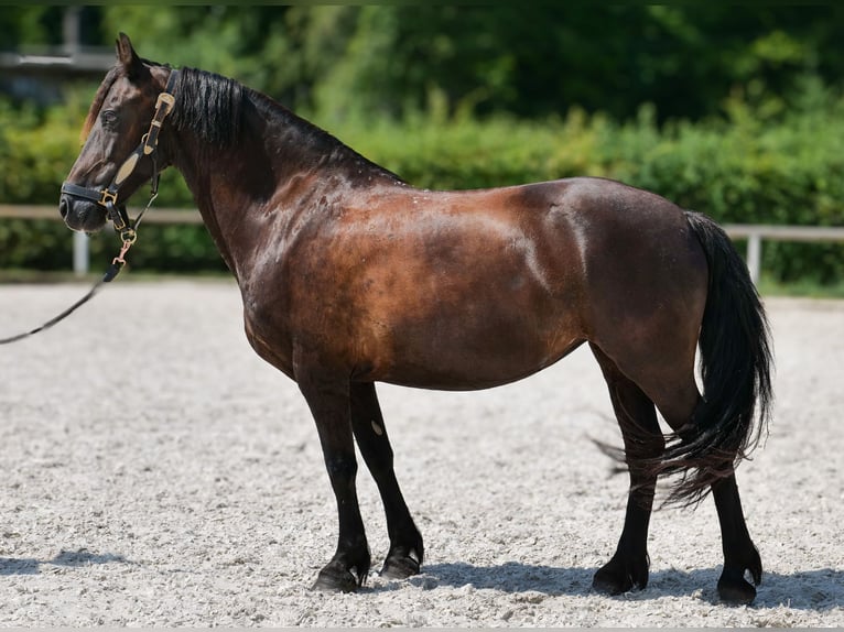 Weitere Ponys/Kleinpferde Stute 11 Jahre 135 cm Rappe in Neustadt (Wied)