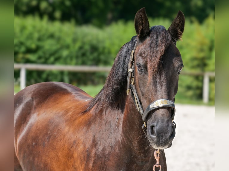 Weitere Ponys/Kleinpferde Stute 11 Jahre 135 cm Rappe in Neustadt (Wied)