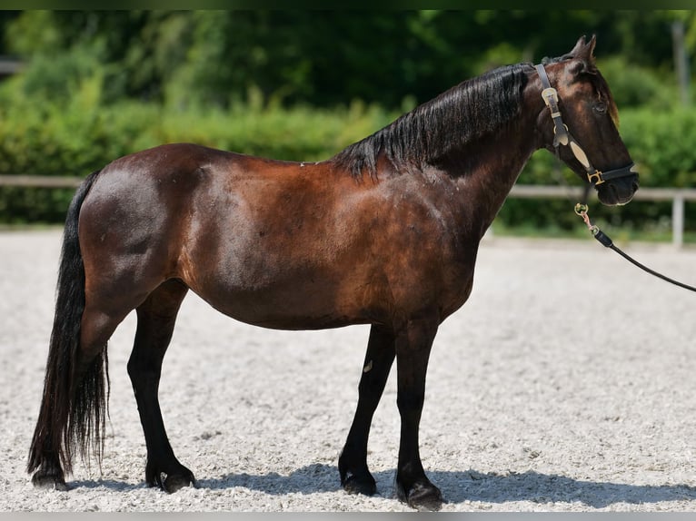 Weitere Ponys/Kleinpferde Stute 11 Jahre 135 cm Rappe in Neustadt (Wied)