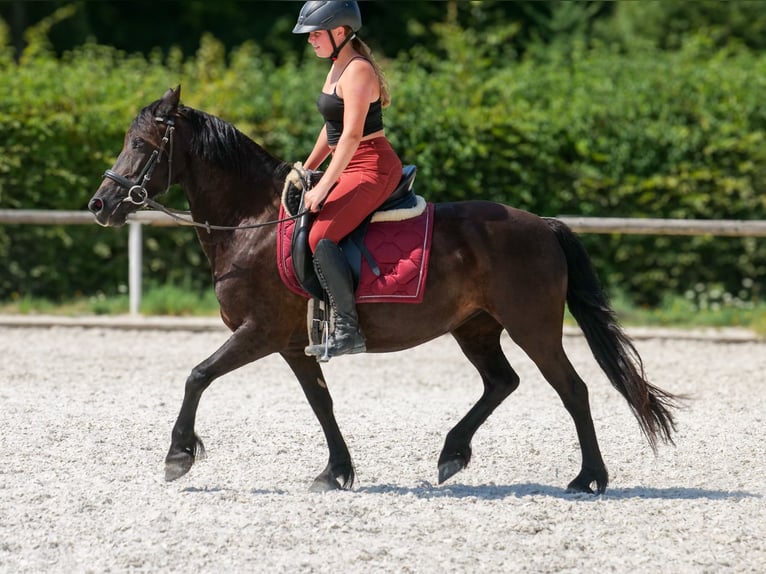 Weitere Ponys/Kleinpferde Stute 11 Jahre 135 cm Rappe in Neustadt (Wied)