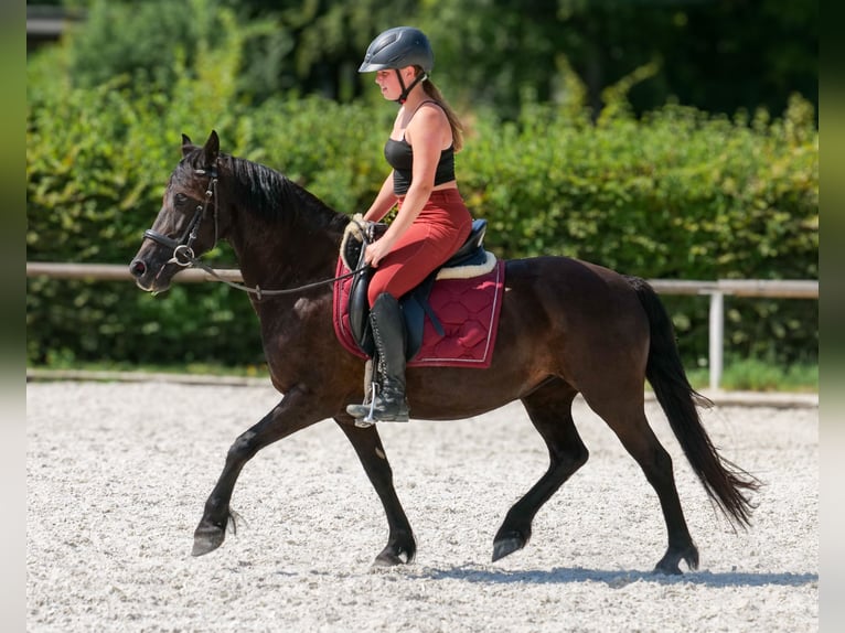 Weitere Ponys/Kleinpferde Stute 11 Jahre 135 cm Rappe in Neustadt (Wied)