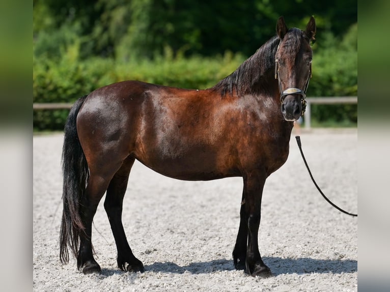 Weitere Ponys/Kleinpferde Stute 11 Jahre 135 cm Rappe in Neustadt (Wied)