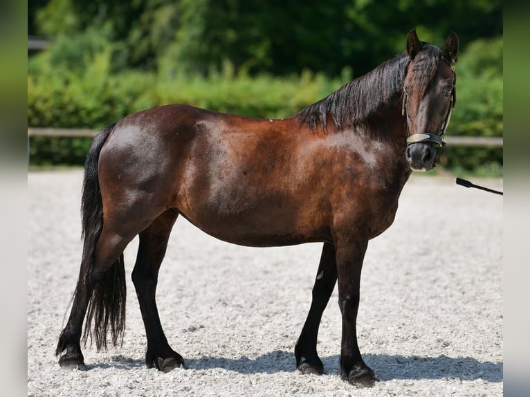 Weitere Ponys/Kleinpferde Stute 11 Jahre 135 cm Rappe in Neustadt (Wied)