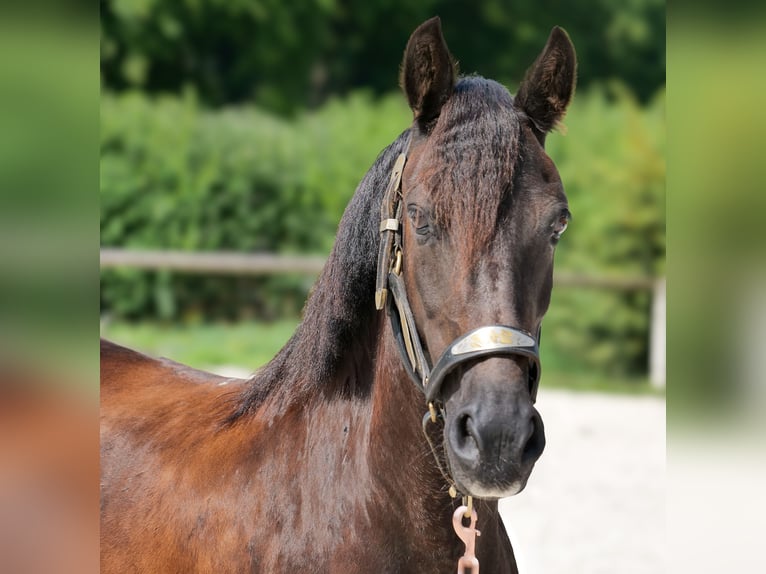 Weitere Ponys/Kleinpferde Stute 11 Jahre 135 cm Rappe in Neustadt (Wied)