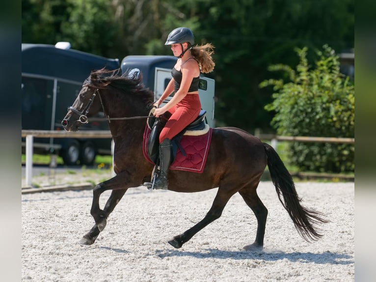 Weitere Ponys/Kleinpferde Stute 11 Jahre 135 cm Rappe in Neustadt (Wied)
