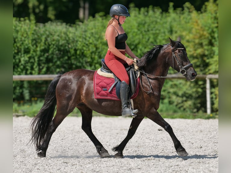 Weitere Ponys/Kleinpferde Stute 11 Jahre 135 cm Rappe in Neustadt (Wied)
