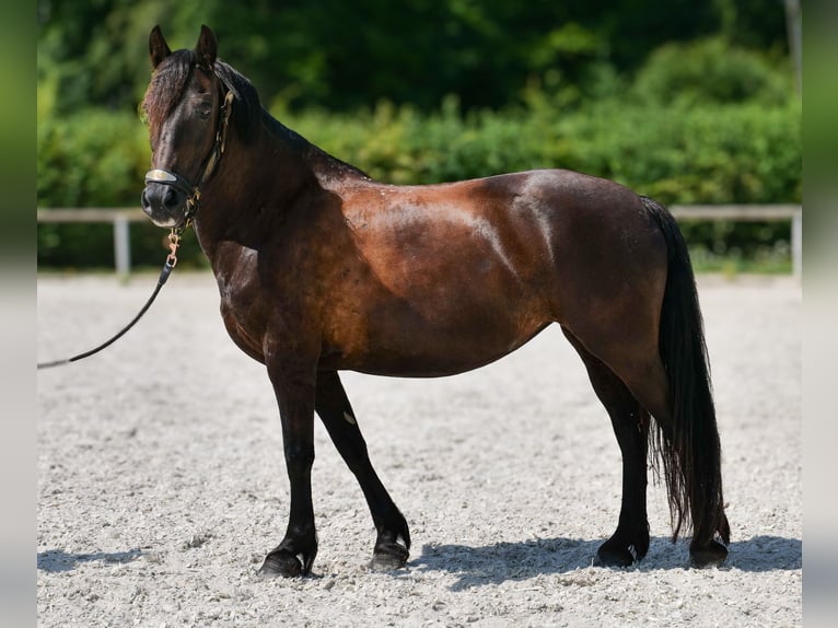 Weitere Ponys/Kleinpferde Stute 11 Jahre 135 cm Rappe in Neustadt (Wied)