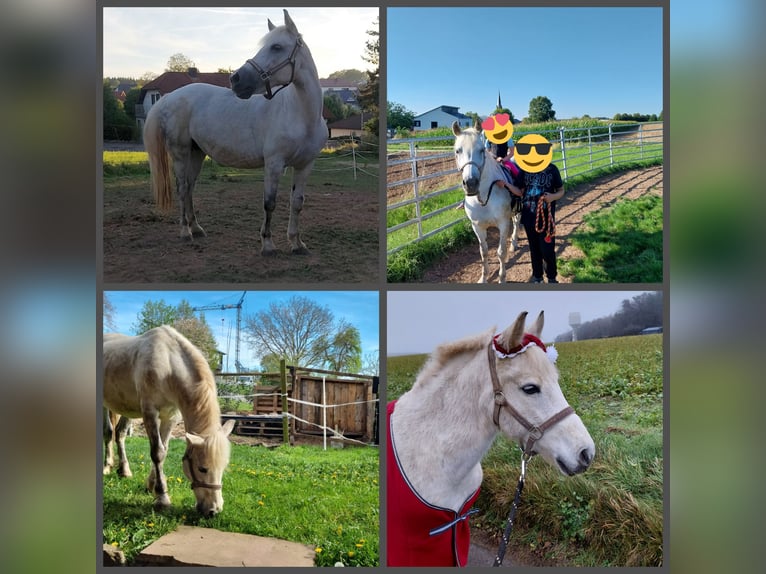 Weitere Ponys/Kleinpferde Mix Stute 11 Jahre 137 cm Schimmel in Mudau