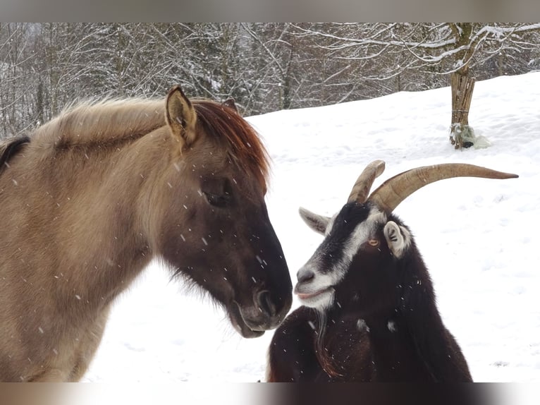 Weitere Ponys/Kleinpferde Stute 11 Jahre 140 cm Falbe in Wila