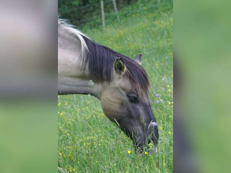 Weitere Ponys/Kleinpferde Stute 11 Jahre 140 cm Falbe in Wila