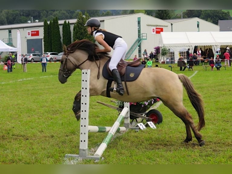 Weitere Ponys/Kleinpferde Stute 11 Jahre 140 cm Falbe in Wila