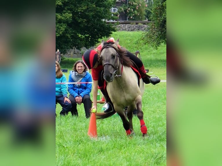 Weitere Ponys/Kleinpferde Stute 11 Jahre 140 cm Falbe in Wila