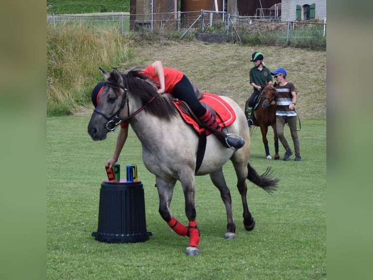 Weitere Ponys/Kleinpferde Stute 11 Jahre 140 cm Falbe in Wila