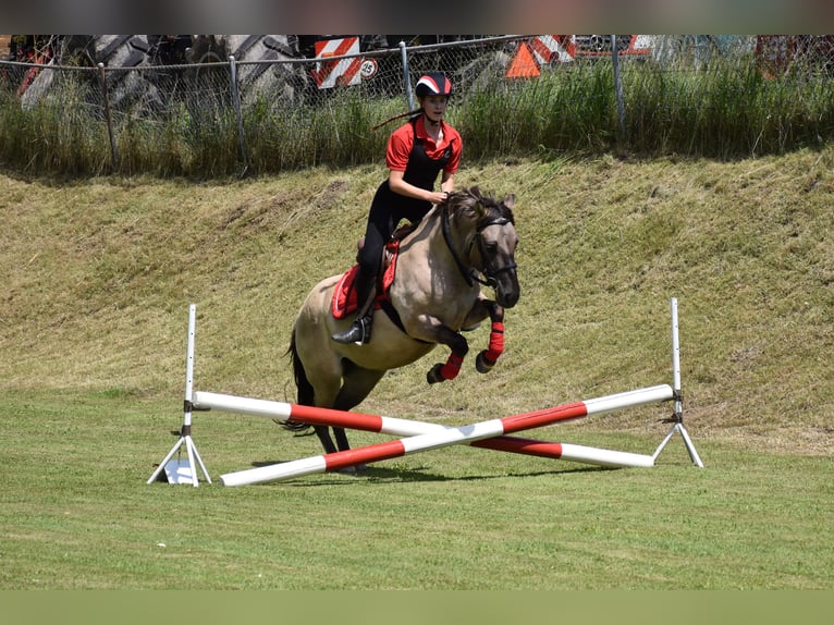 Weitere Ponys/Kleinpferde Stute 11 Jahre 140 cm Falbe in Wila