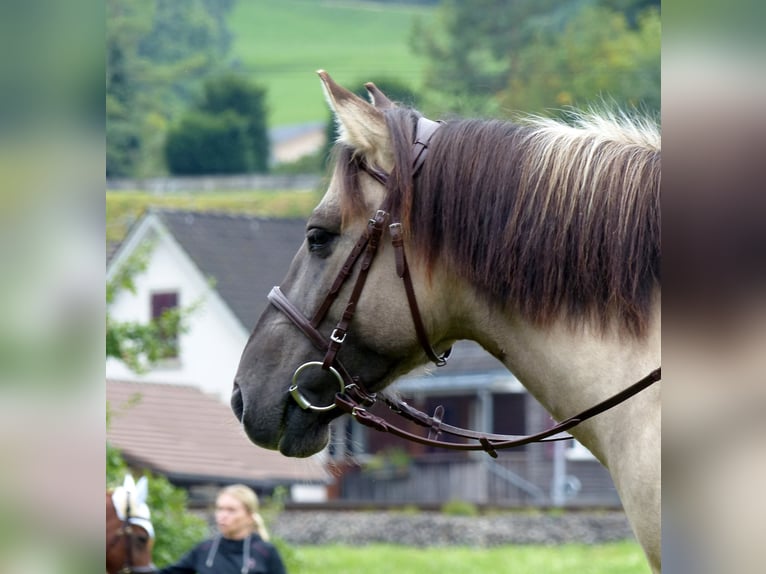 Weitere Ponys/Kleinpferde Stute 11 Jahre 140 cm Falbe in Wila