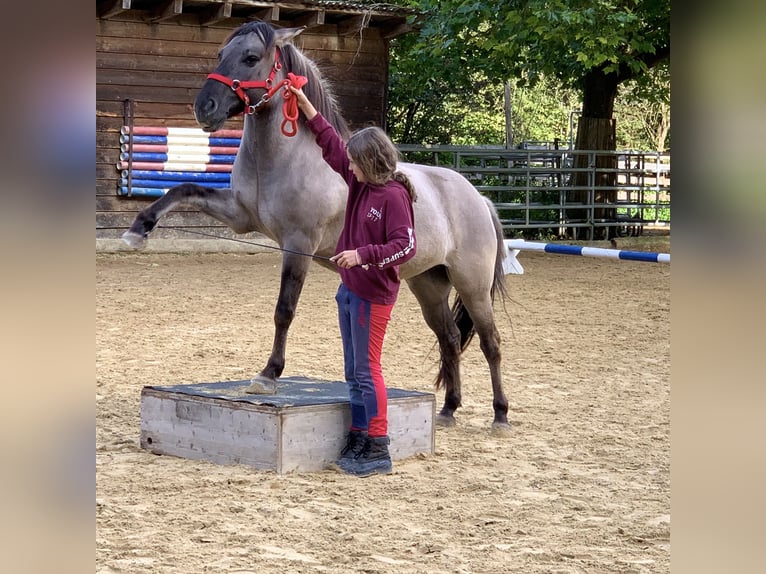 Weitere Ponys/Kleinpferde Stute 11 Jahre 140 cm Falbe in Wila