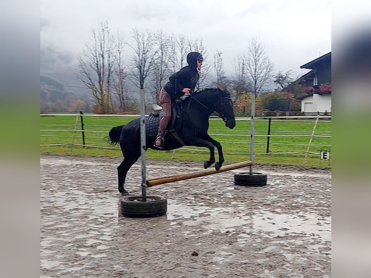 Weitere Ponys/Kleinpferde Stute 11 Jahre 140 cm Rappe in Kirchbichl Weitere Ponys/Kleinpferde Stute 11 Jahre 140 cm Rappe in Kirchbichl