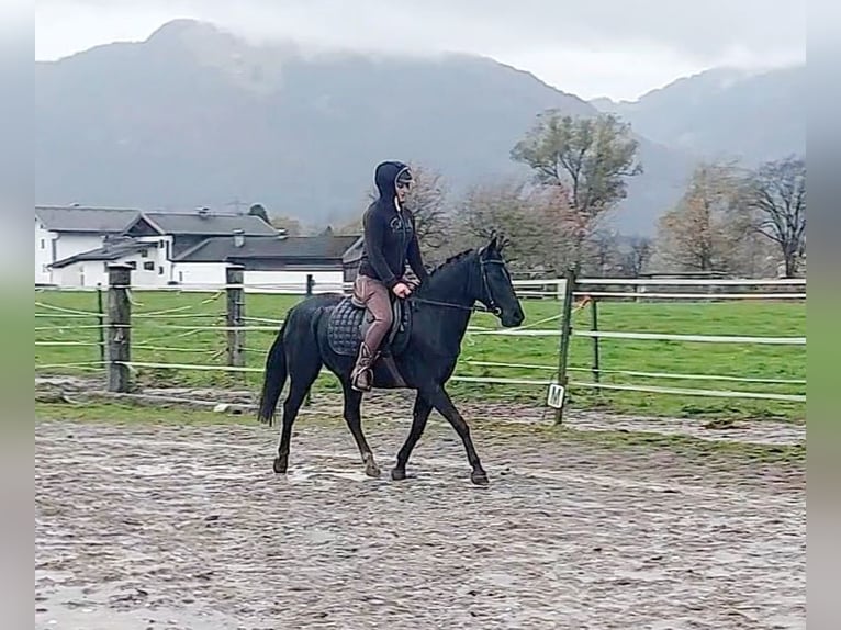 Weitere Ponys/Kleinpferde Stute 11 Jahre 140 cm Rappe in Kirchbichl Weitere Ponys/Kleinpferde Stute 11 Jahre 140 cm Rappe in Kirchbichl