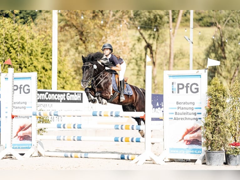 Weitere Ponys/Kleinpferde Mix Stute 11 Jahre 140 cm Schecke in Schweich