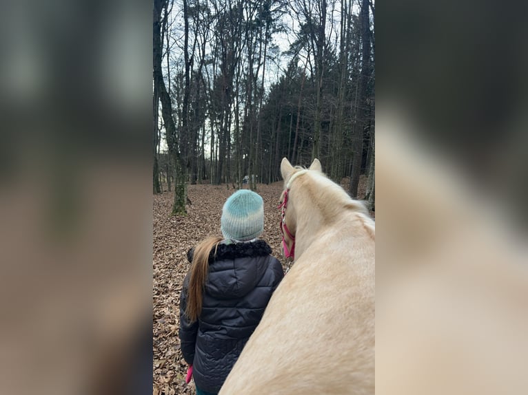 Weitere Ponys/Kleinpferde Stute 11 Jahre 142 cm Palomino in Dobersdorf