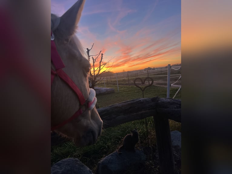 Weitere Ponys/Kleinpferde Stute 11 Jahre 142 cm Palomino in Dobersdorf