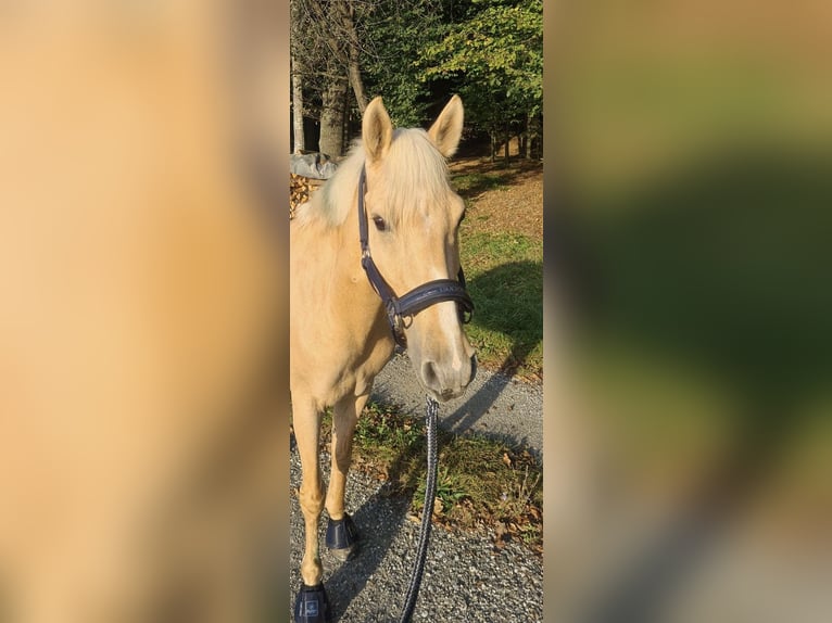 Weitere Ponys/Kleinpferde Stute 11 Jahre 142 cm Palomino in Dobersdorf