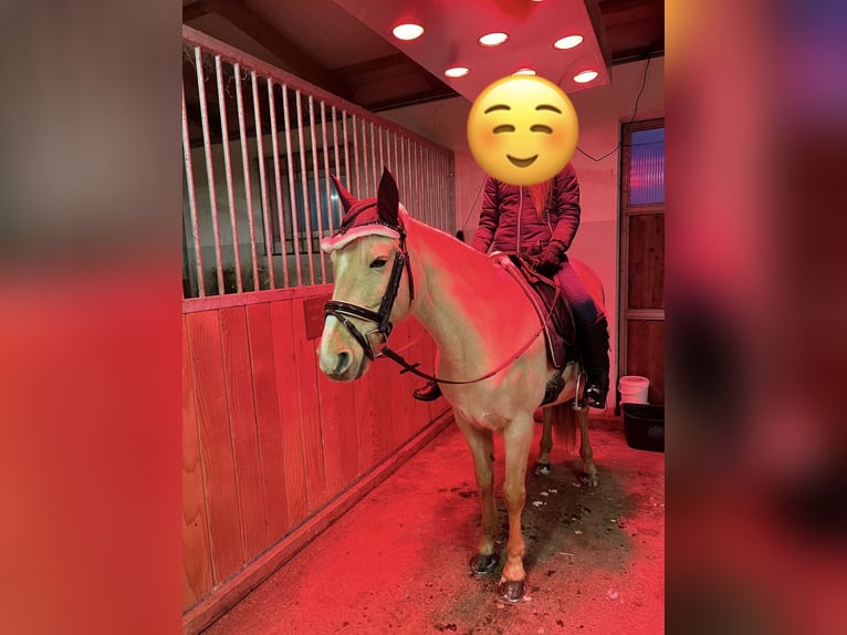 Weitere Ponys/Kleinpferde Stute 11 Jahre 142 cm Palomino in Dobersdorf