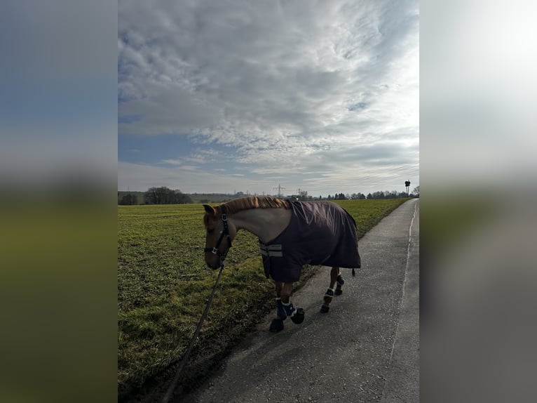 Weitere Ponys/Kleinpferde Stute 11 Jahre 143 cm Rotfuchs in Mettmann