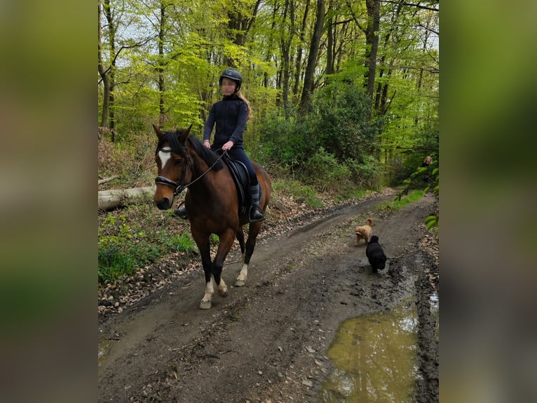 Weitere Ponys/Kleinpferde Stute 11 Jahre 145 cm Brauner in Hennef