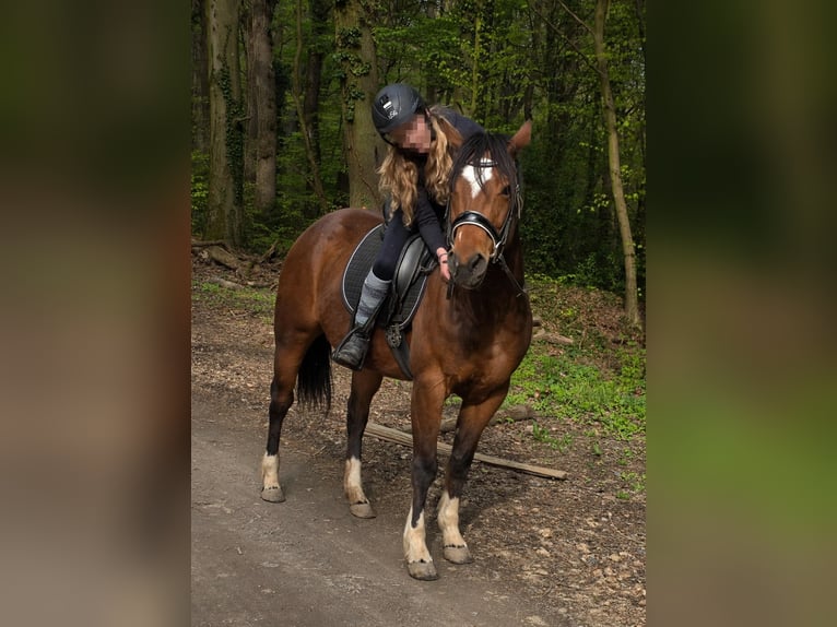 Weitere Ponys/Kleinpferde Stute 11 Jahre 145 cm Brauner in Hennef