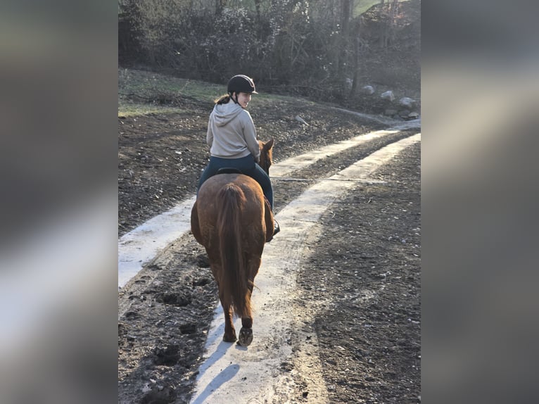 Weitere Ponys/Kleinpferde Mix Stute 11 Jahre 145 cm Fuchs in Wilhelmsburg