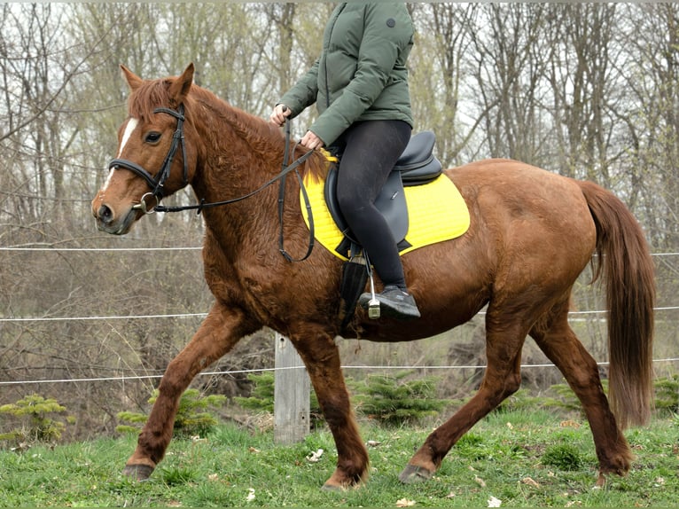 Weitere Ponys/Kleinpferde Mix Stute 11 Jahre 145 cm Fuchs in Wilhelmsburg