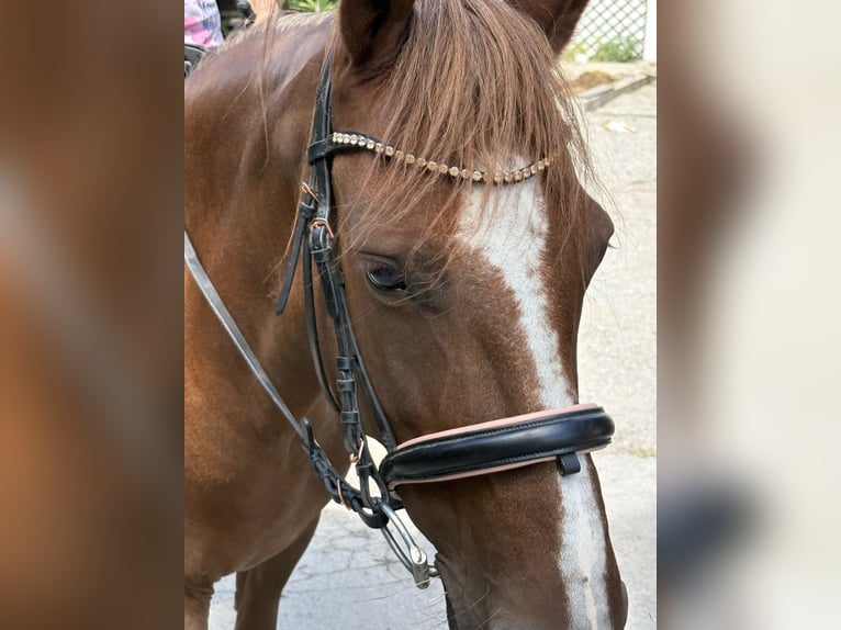 Weitere Ponys/Kleinpferde Mix Stute 11 Jahre 145 cm Fuchs in St. Veit an der Gölsen