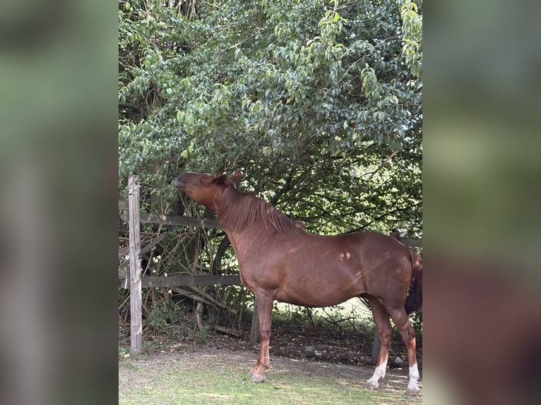 Weitere Ponys/Kleinpferde Mix Stute 11 Jahre 145 cm Fuchs in St. Veit an der Gölsen
