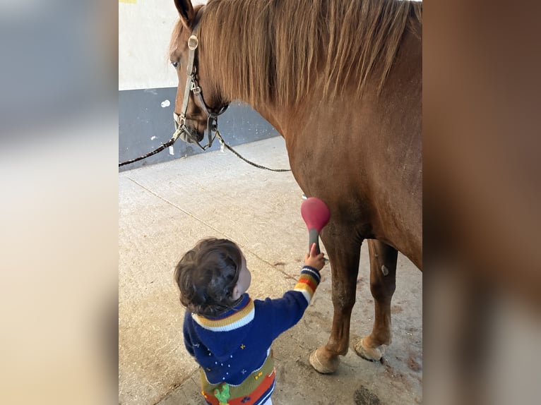Weitere Ponys/Kleinpferde Mix Stute 11 Jahre 145 cm Fuchs in St. Veit an der Gölsen