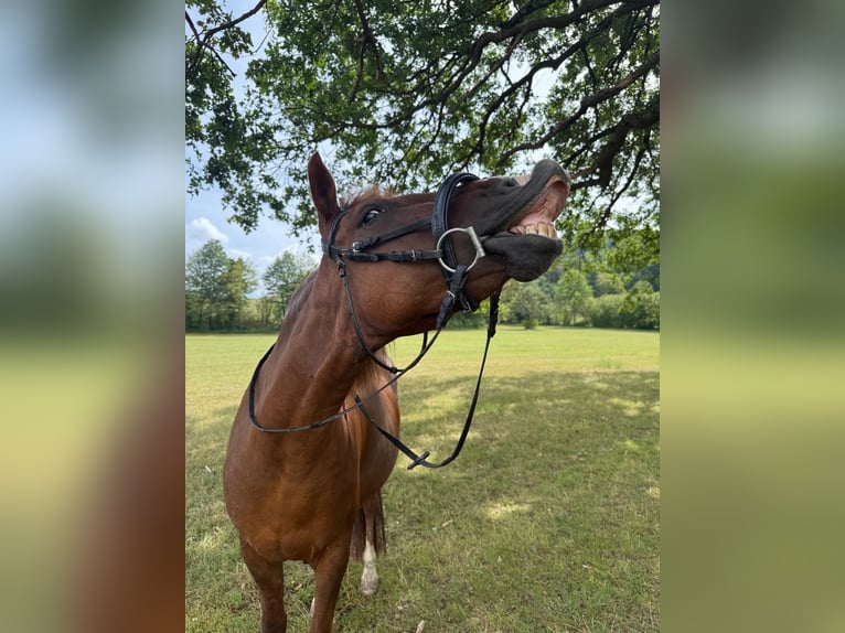 Weitere Ponys/Kleinpferde Mix Stute 11 Jahre 145 cm Fuchs in St. Veit an der Gölsen