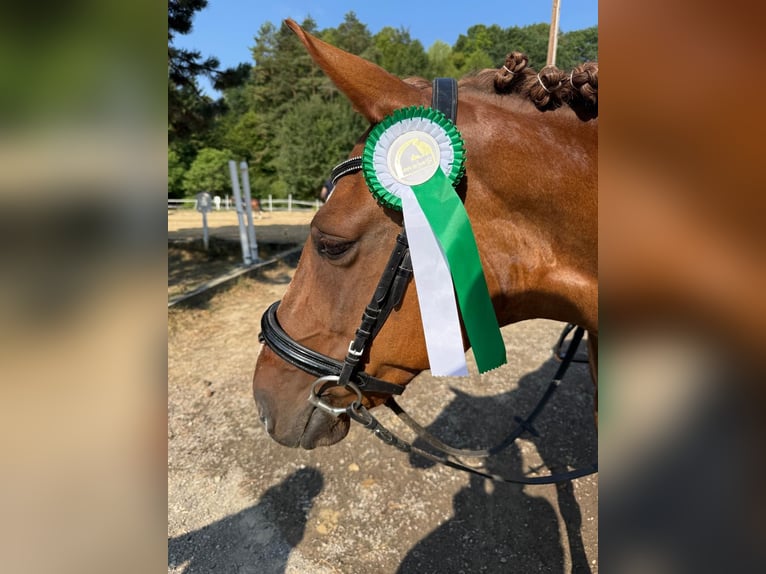 Weitere Ponys/Kleinpferde Mix Stute 11 Jahre 145 cm Fuchs in St. Veit an der Gölsen