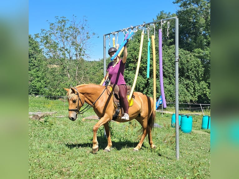 Weitere Ponys/Kleinpferde Stute 11 Jahre 145 cm Fuchs in Bayerbach