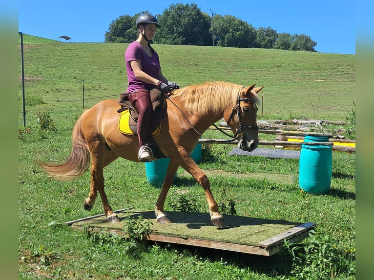 Weitere Ponys/Kleinpferde Stute 11 Jahre 145 cm Fuchs in Bayerbach