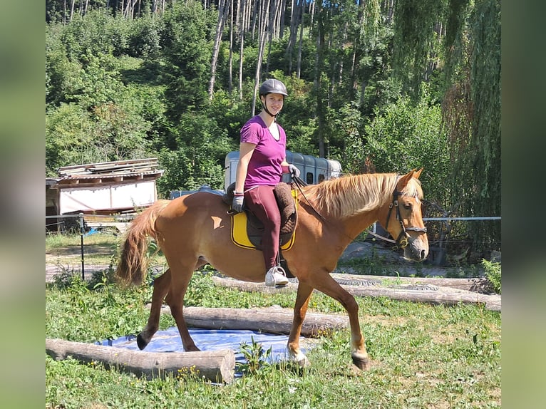 Weitere Ponys/Kleinpferde Stute 11 Jahre 145 cm Fuchs in Bayerbach