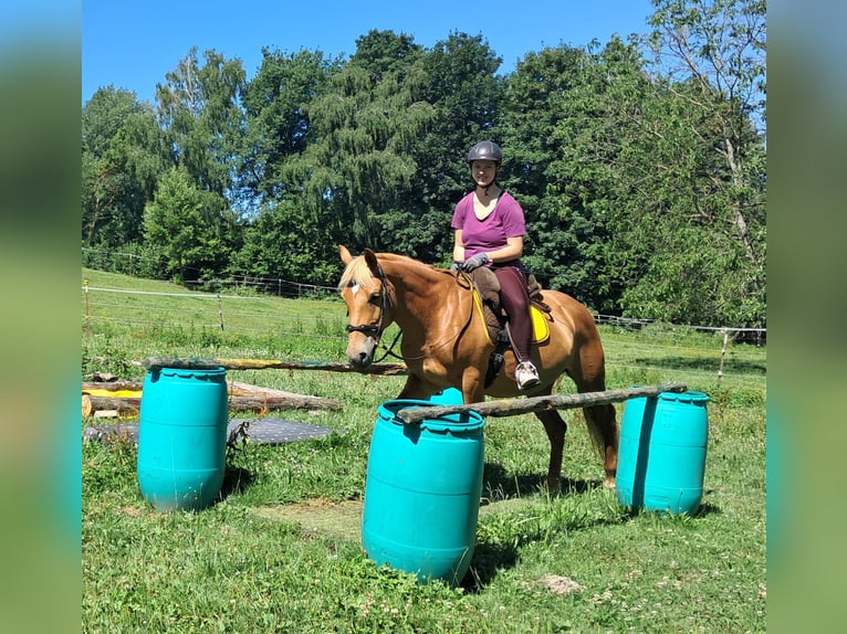 Weitere Ponys/Kleinpferde Stute 11 Jahre 145 cm Fuchs in Bayerbach