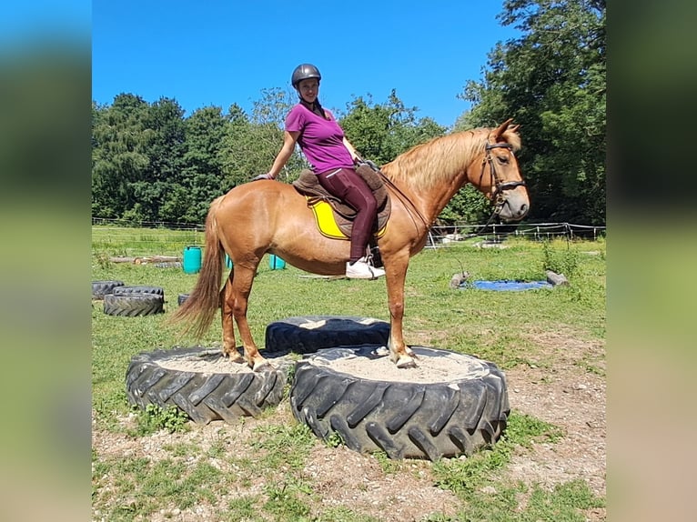 Weitere Ponys/Kleinpferde Stute 11 Jahre 145 cm Fuchs in Bayerbach