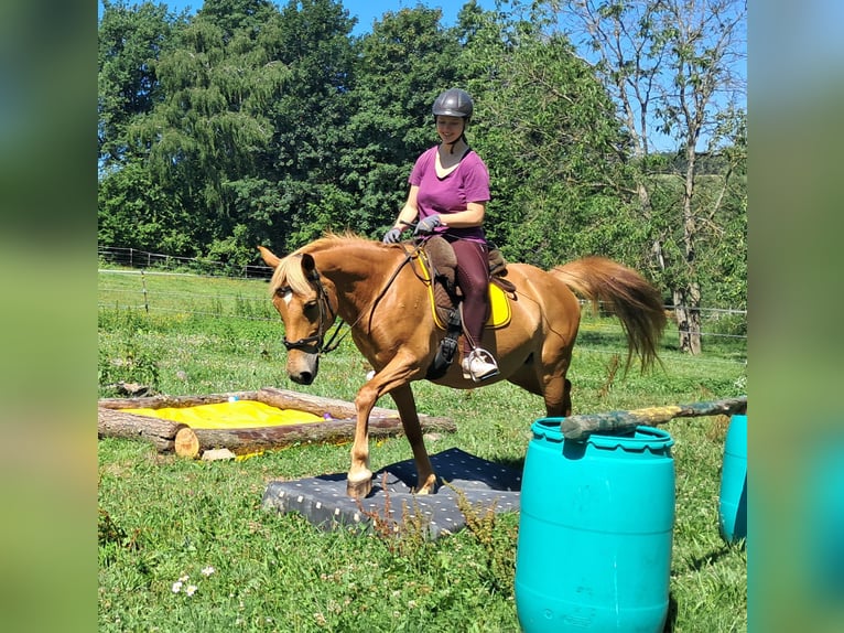 Weitere Ponys/Kleinpferde Stute 11 Jahre 145 cm Fuchs in Bayerbach