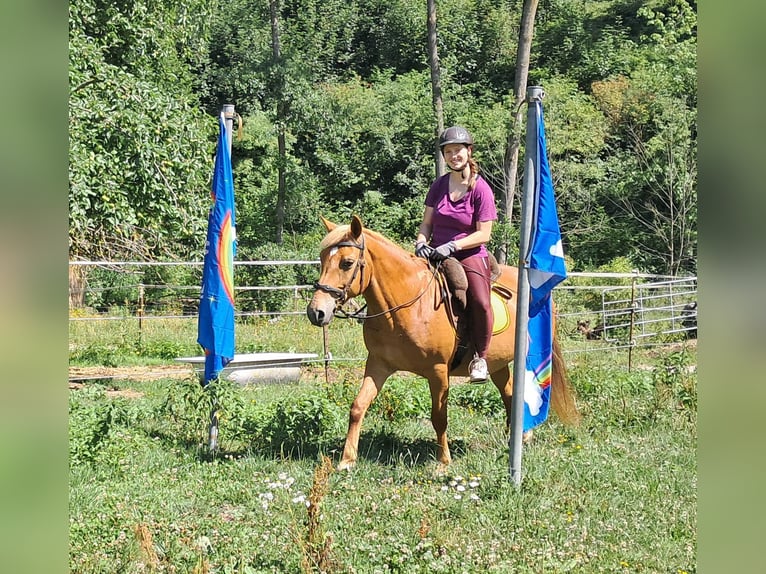 Weitere Ponys/Kleinpferde Stute 11 Jahre 145 cm Fuchs in Bayerbach