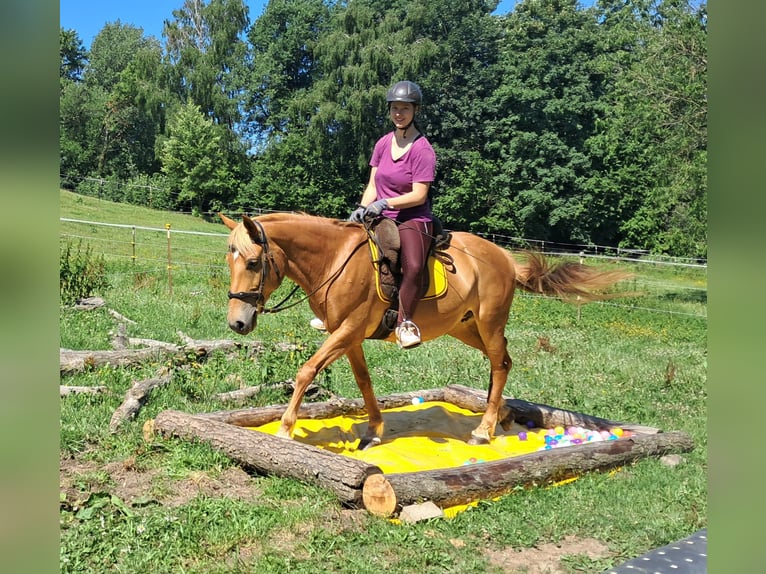 Weitere Ponys/Kleinpferde Stute 11 Jahre 145 cm Fuchs in Bayerbach