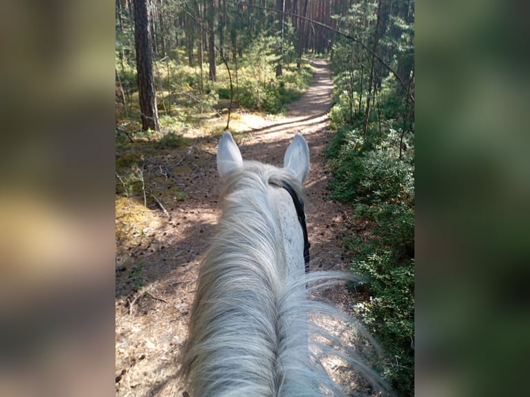 Weitere Ponys/Kleinpferde Stute 11 Jahre 145 cm Schimmel in Pyrbaum