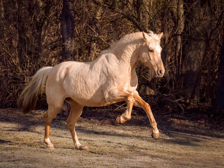 Weitere Ponys/Kleinpferde Stute 11 Jahre 146 cm Palomino in Kassel