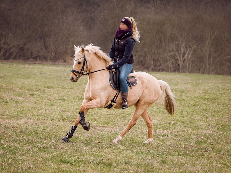 Weitere Ponys/Kleinpferde Stute 11 Jahre 146 cm Palomino in Kassel