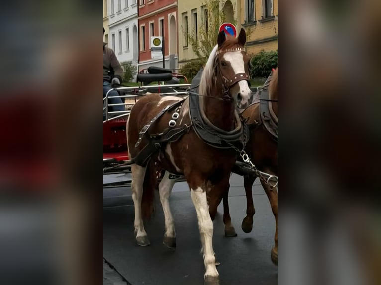 Weitere Ponys/Kleinpferde Stute 11 Jahre 147 cm Schecke in B&#xE9;k&#xE9;scsaba