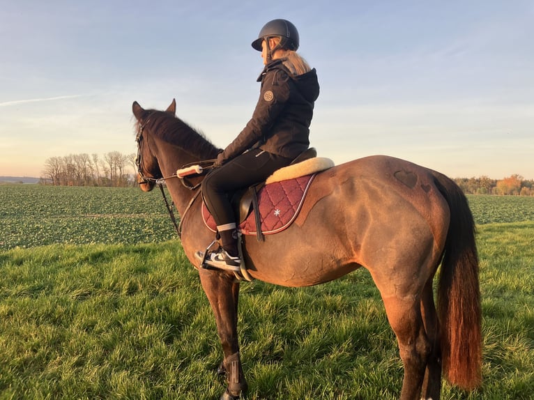 Weitere Ponys/Kleinpferde Mix Stute 11 Jahre 148 cm Brauner in Niederneukirchen